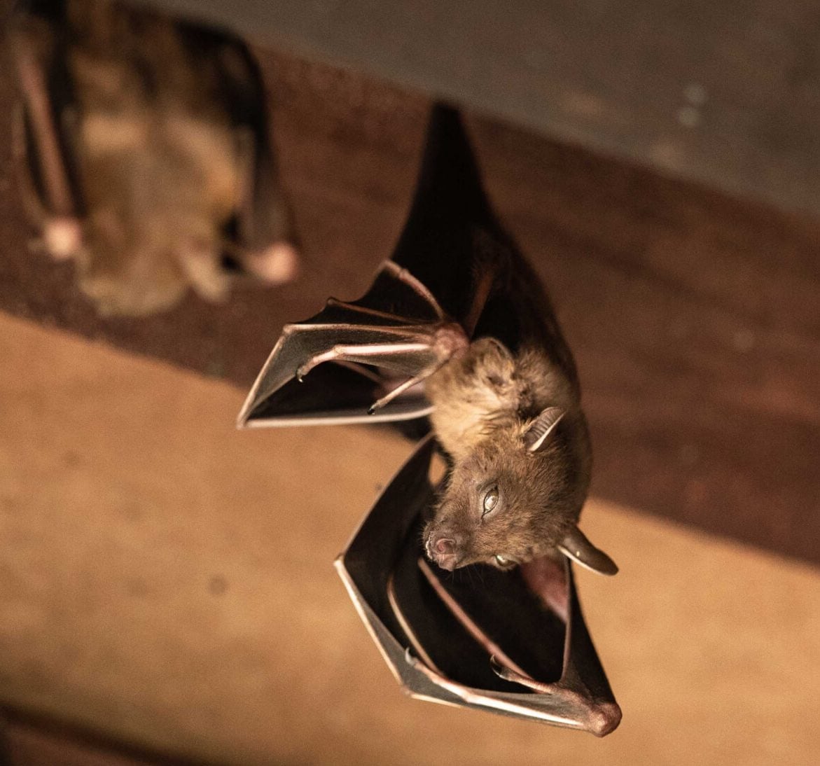 Wildlife-Bats in Laurel